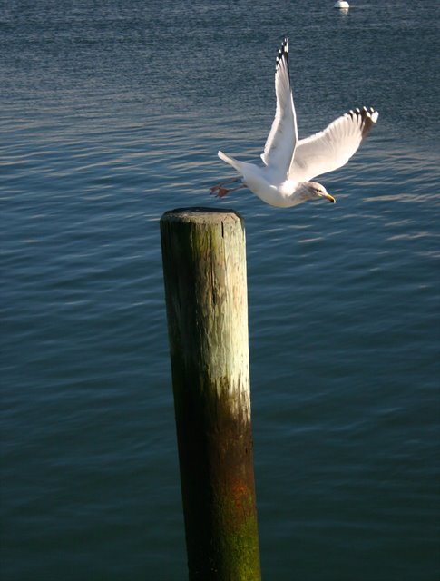 two white seagulls are sitting on a post in the water