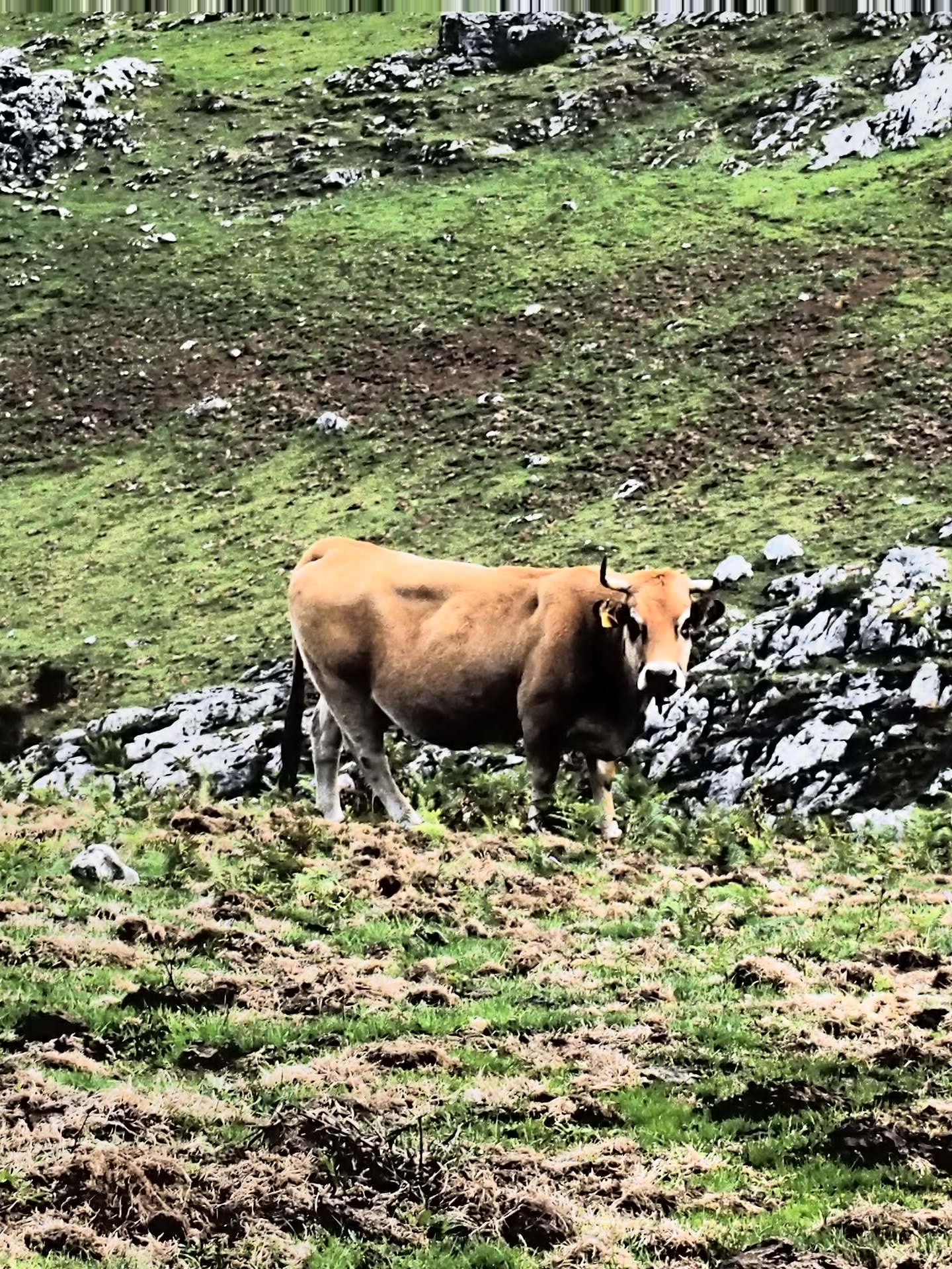 a large brown cow in a field next to a mountain