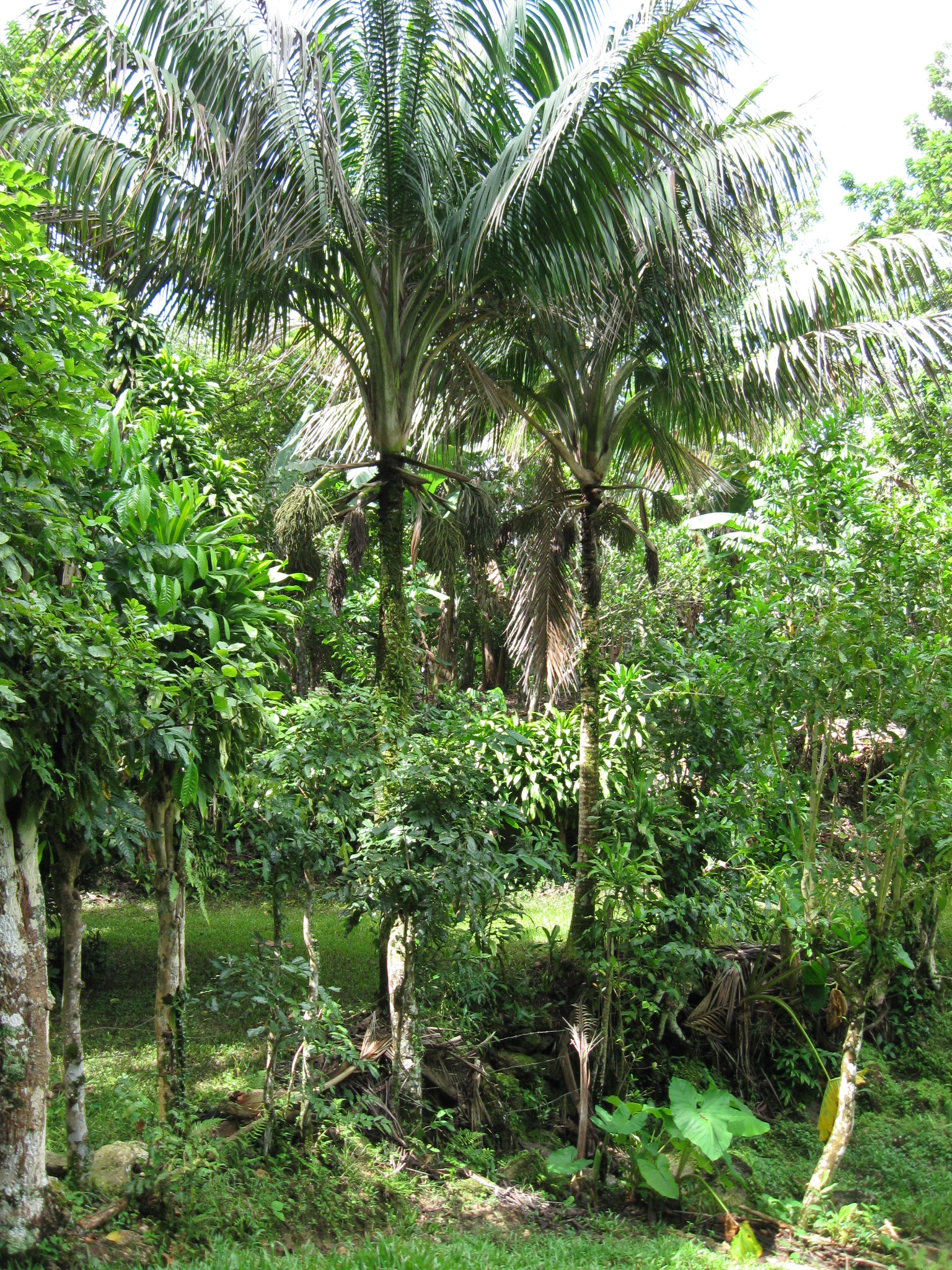 lush green forest setting with animals eating