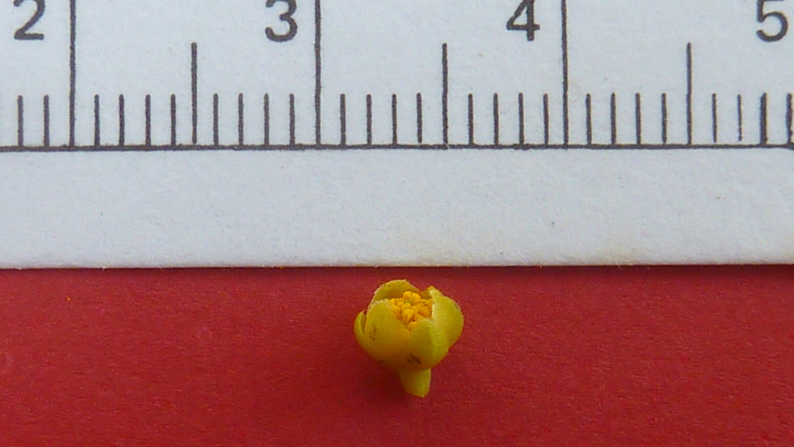 a small yellow flower with a ruler behind it