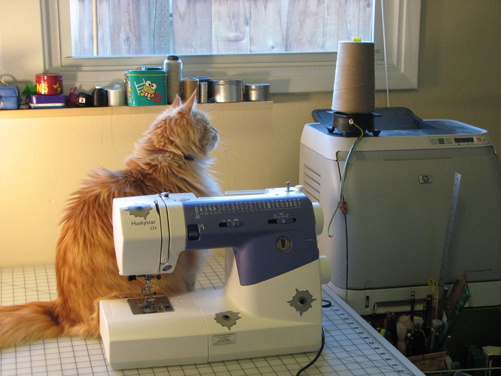 the cat is setting up his sewing machine
