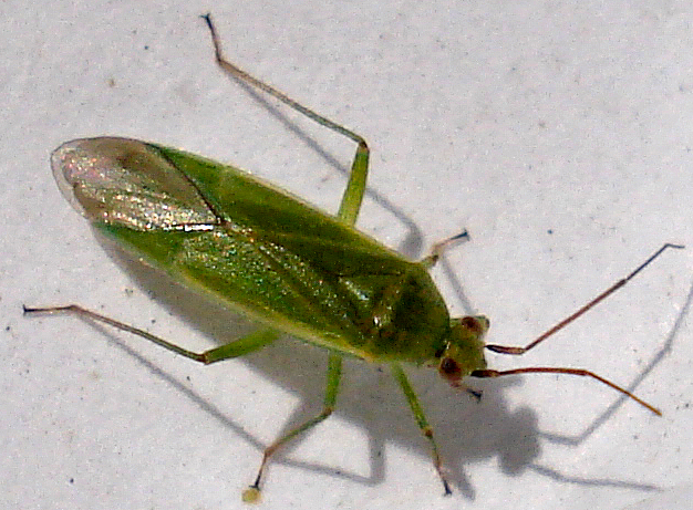 a green insect with thin wings on the ground