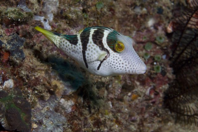 an animal that is swimming in water