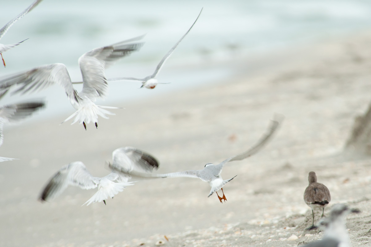 a number of birds flying near one another