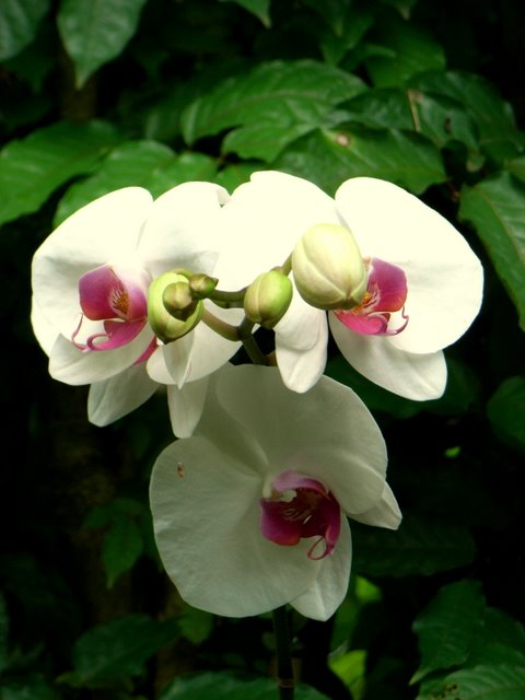 a white orchid is blooming outside on a rainy day