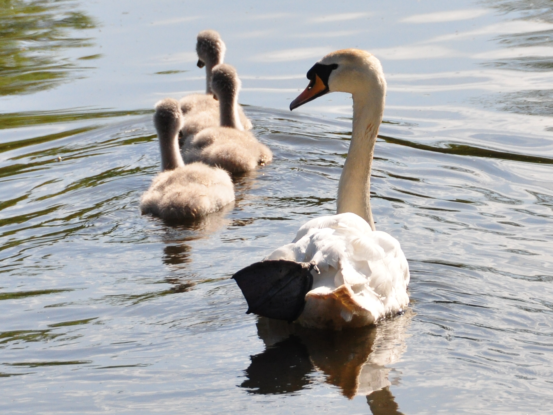 a swan standing in the water with two baby birds