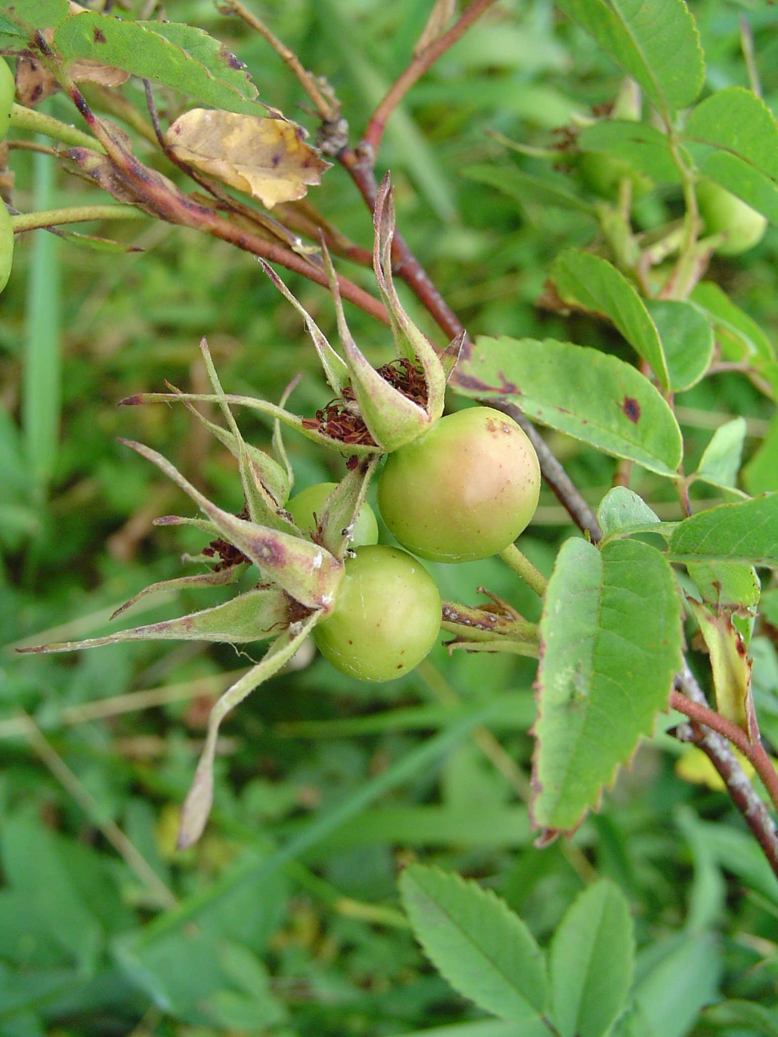 some ripe fruits hang from the nches of a small tree