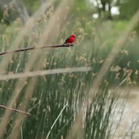 a red bird sitting on top of a nch in a field