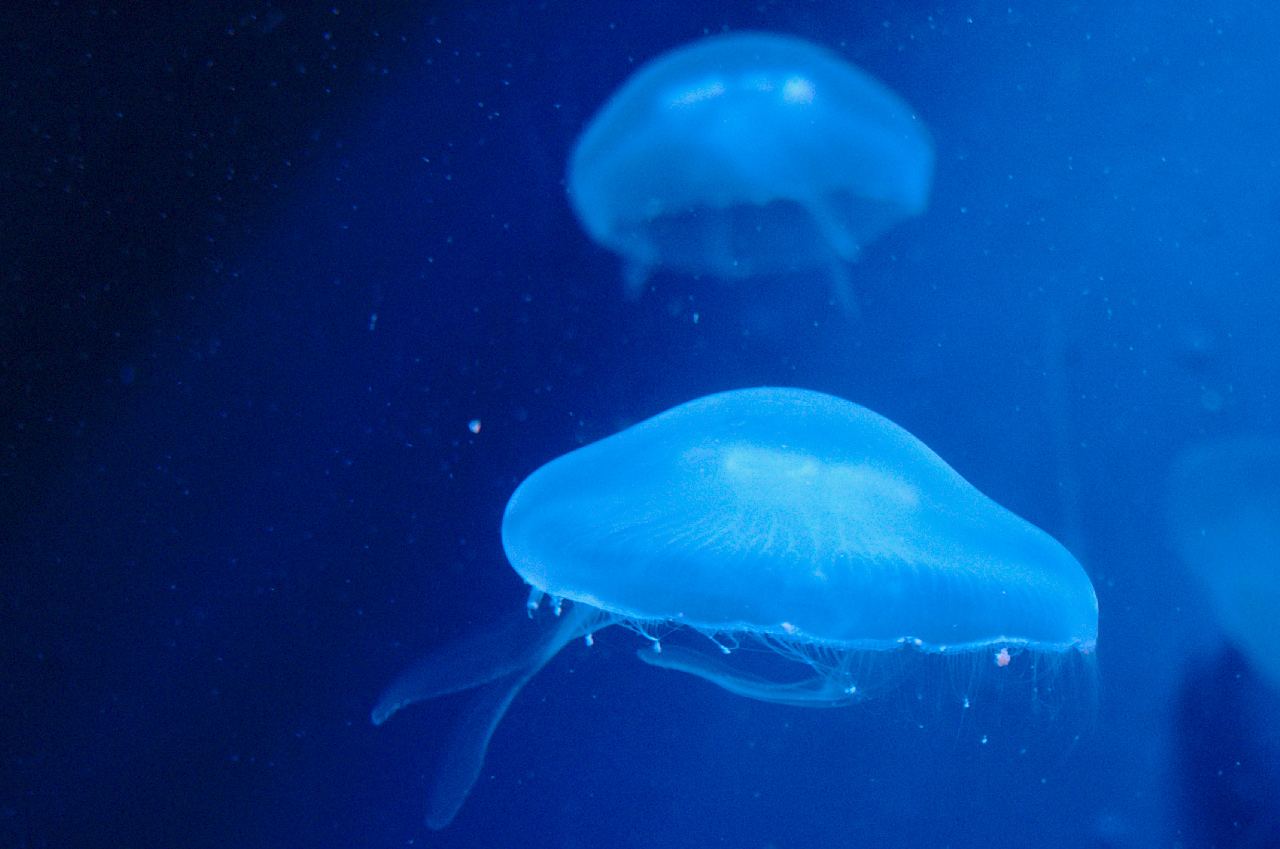 two blue jellyfish swimming next to each other in water