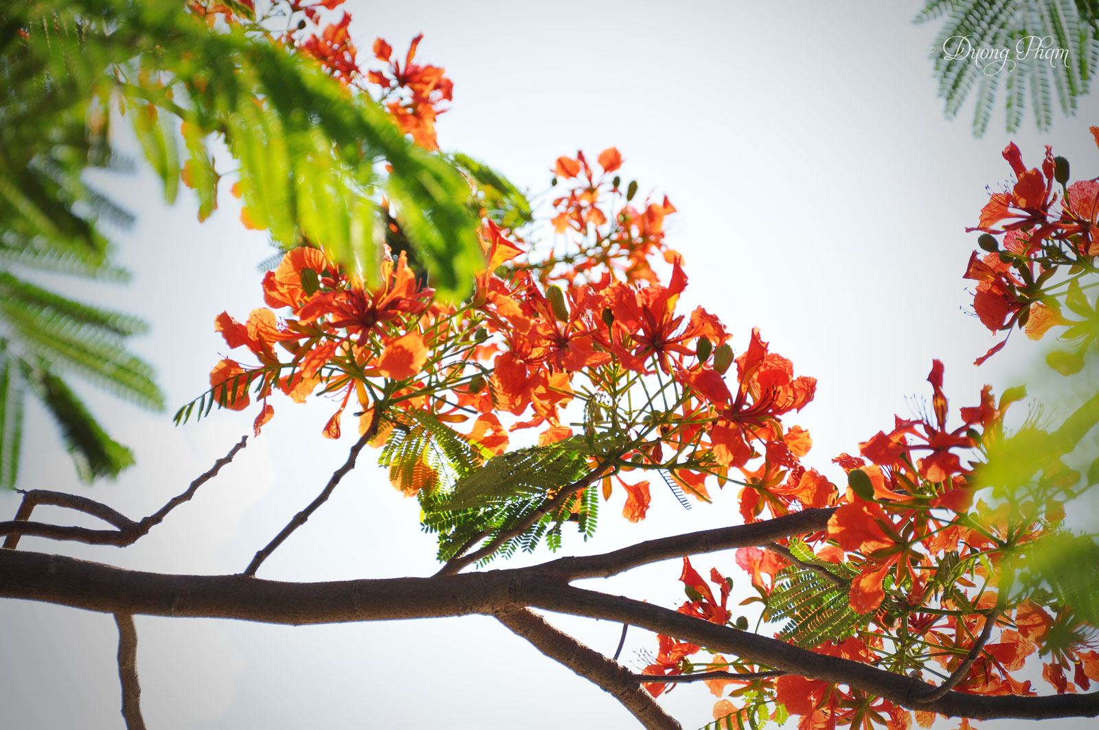 an orange flowered nch of a tree in a sunny day