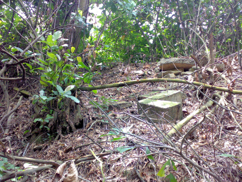 a bunch of steps through a forest covered in leaves and nches