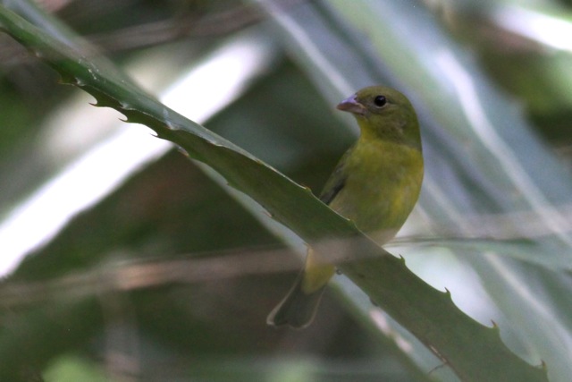 a yellow and green bird sits on a green leaf