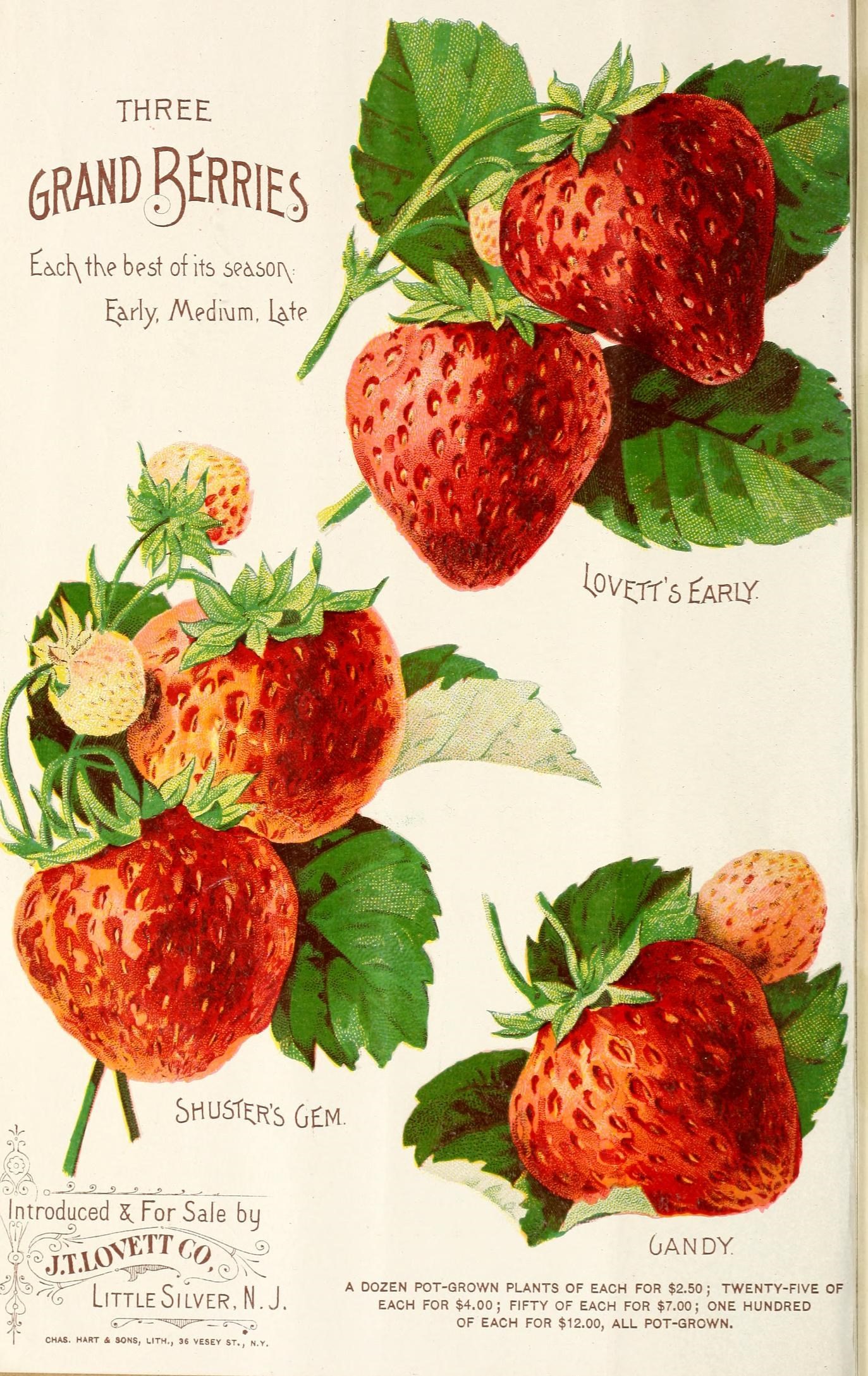 four drawings showing strawberries, one being red, the other green, in a white background