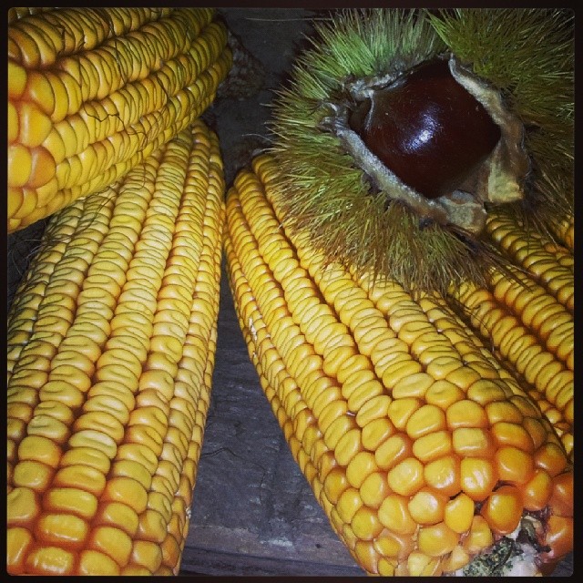 ear of corn close up with brown leafy head and eye