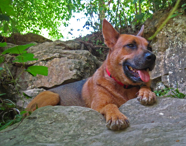 a dog with its paw on a rock