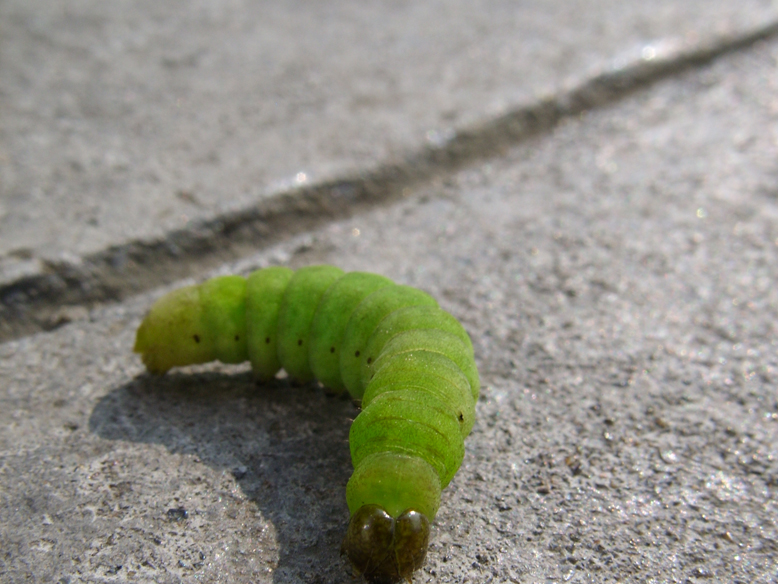 a large green caterpillar that is walking across the pavement