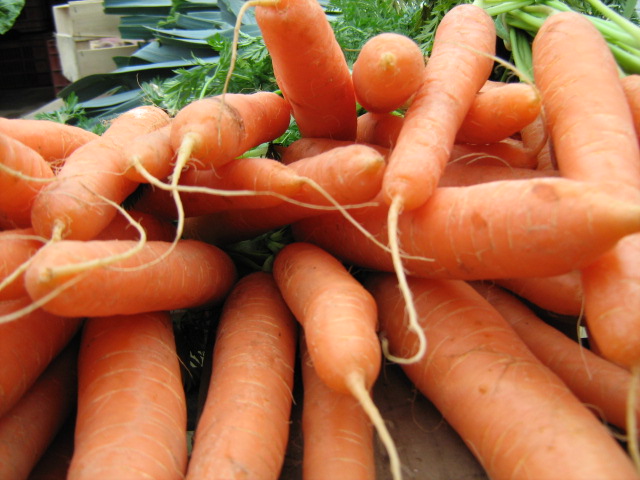 an image of a pile of carrots that are ready to be picked