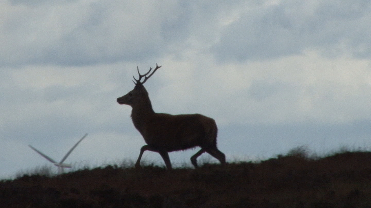 a deer standing on top of a hill next to grass