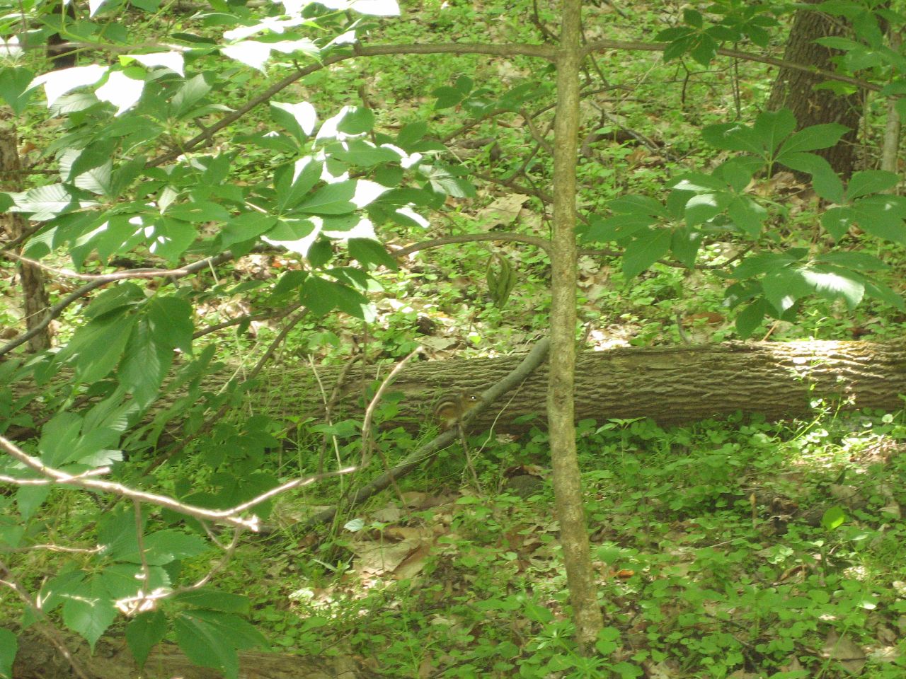 a big tree in a forest next to a large log