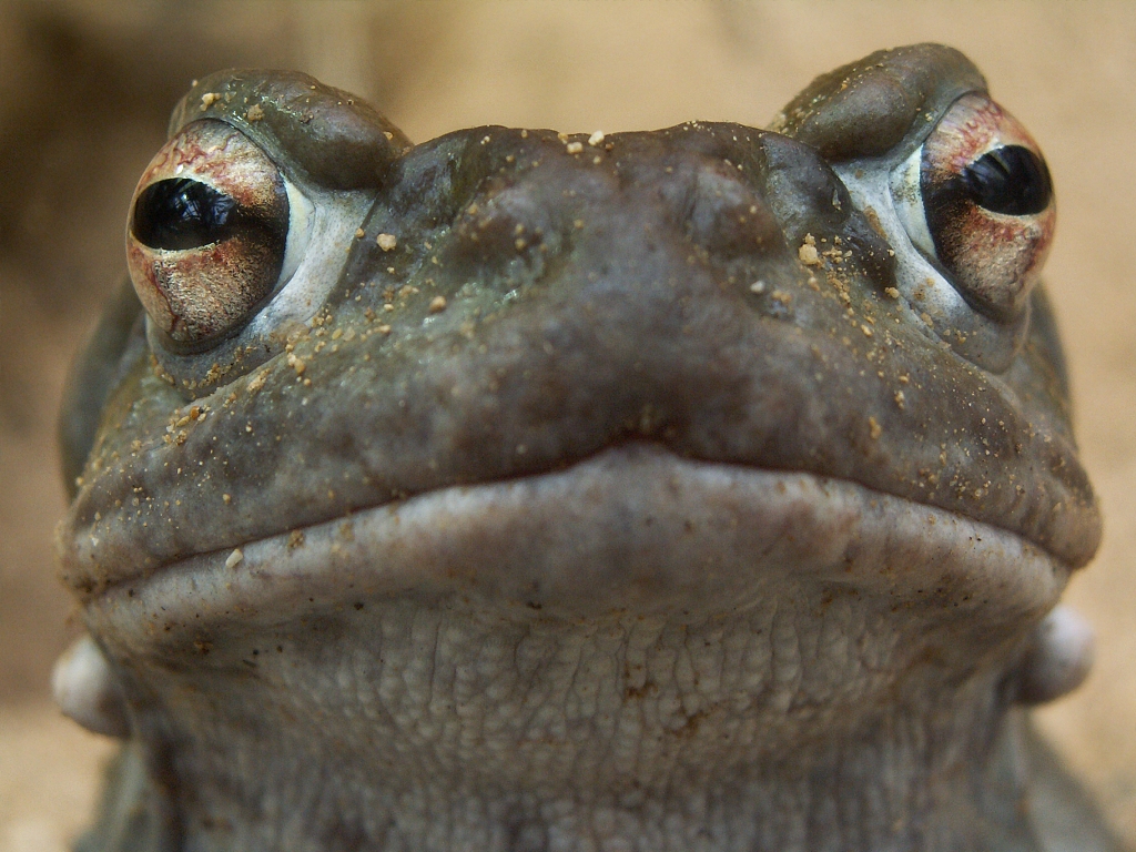 a close - up s of the front side of a green frog's face