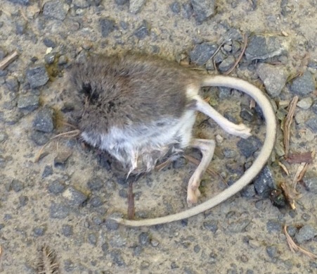 a small rodent on the ground with it's head stuck in a piece of rope