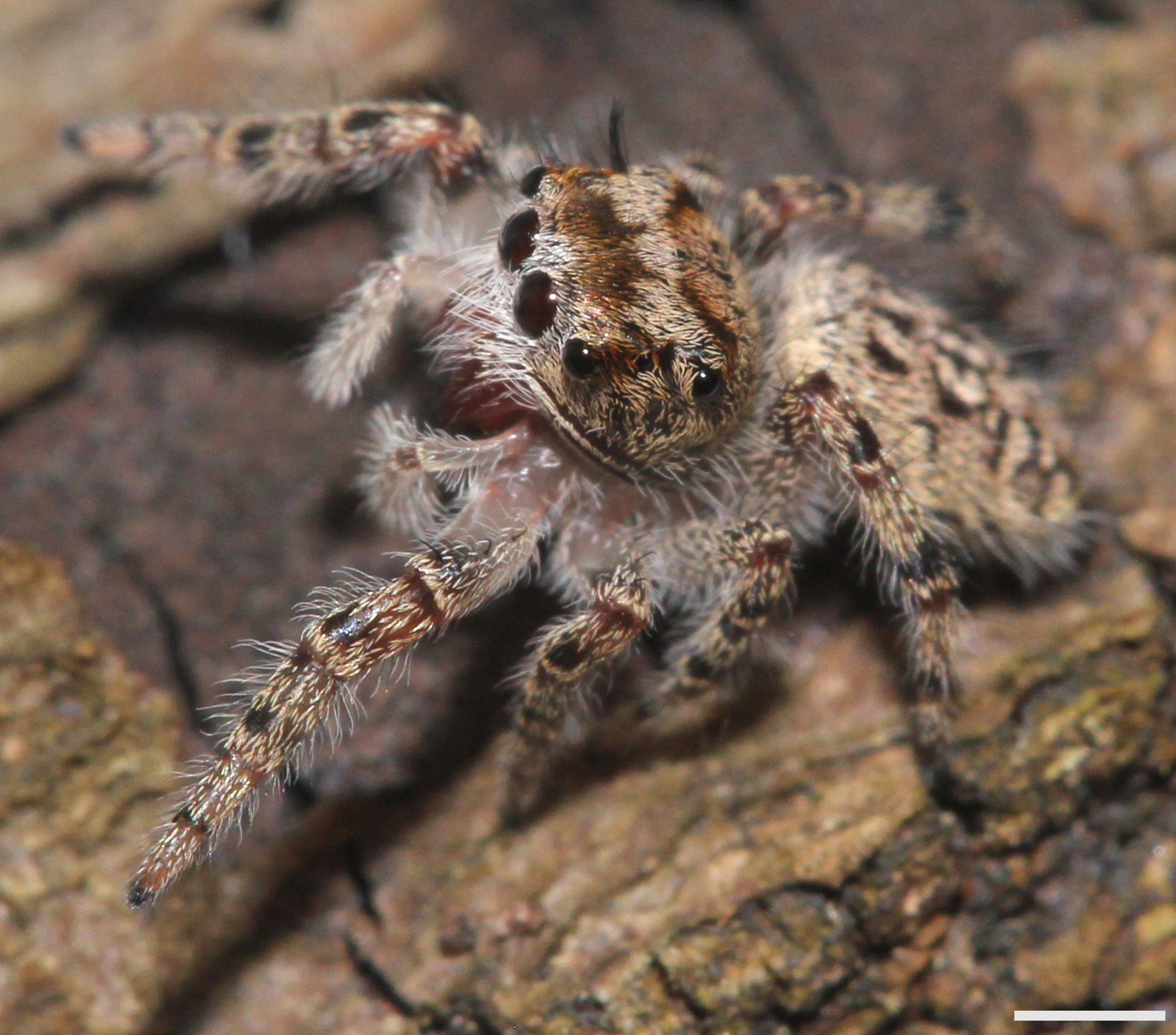 a close up s of a very large spider