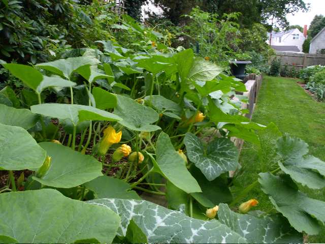 a garden filled with lots of green plants