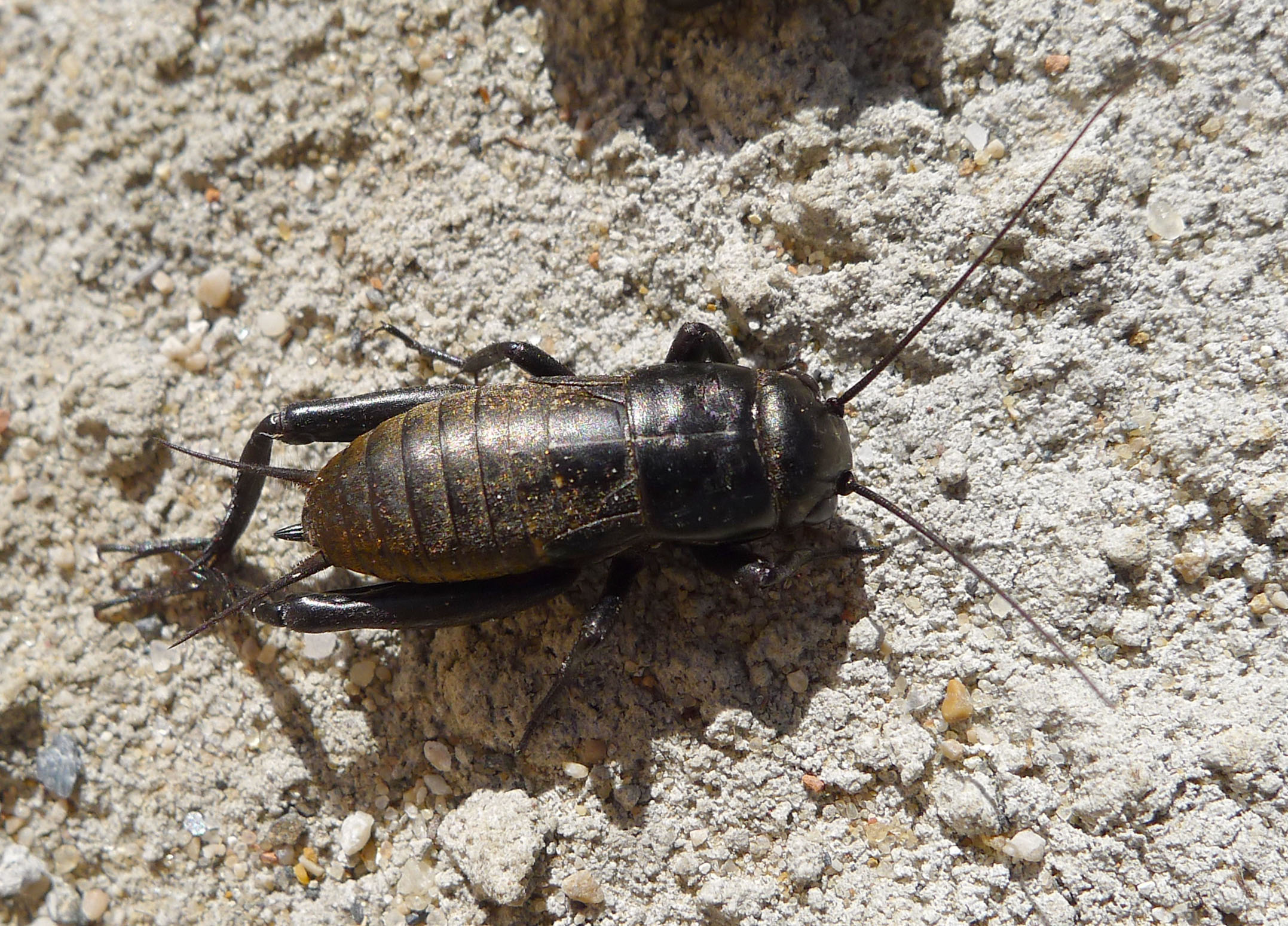 a beetle with long legs and large antennae walking across cement