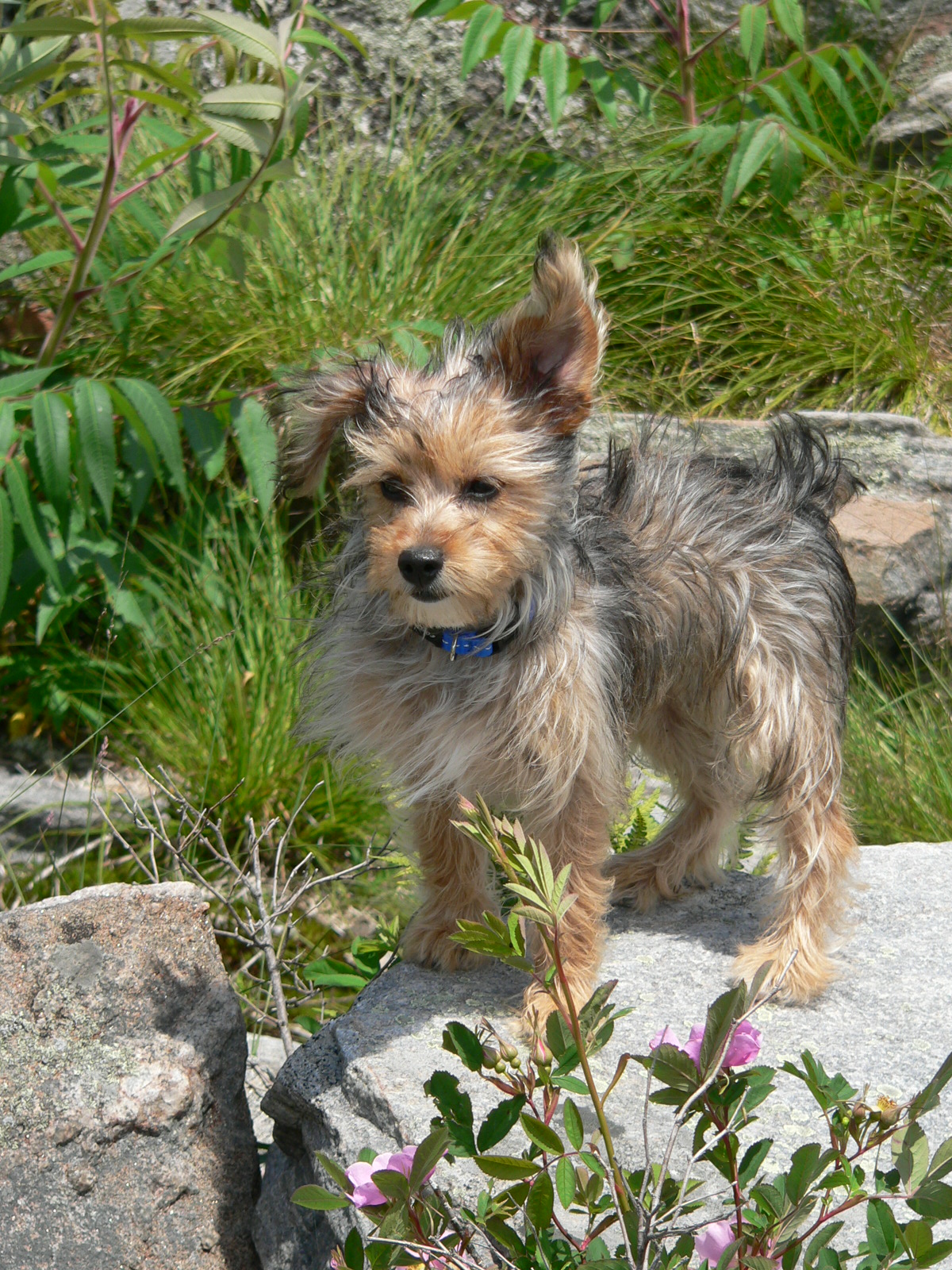 a small dog with a blue collar standing on rocks