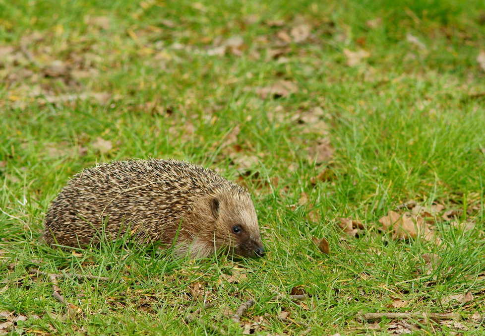 a hedgehog standing on top of a lush green field