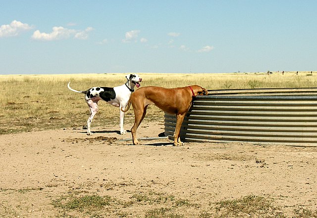 two dogs next to a water tank on a dirt field