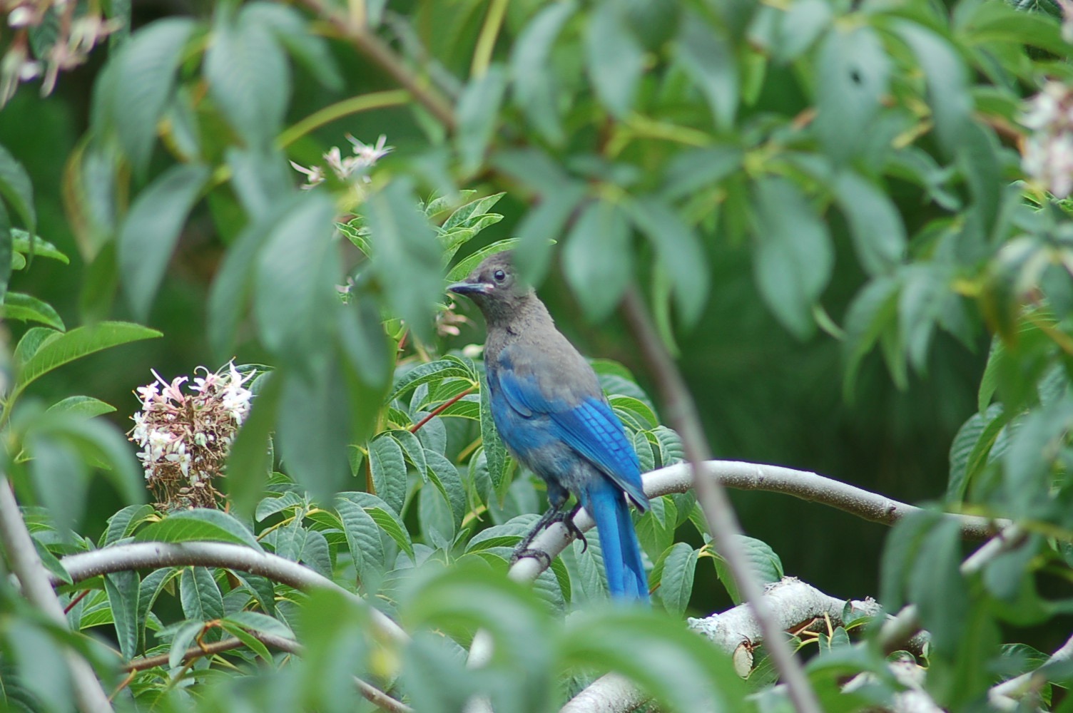 a blue bird perched in a tree with green leaves
