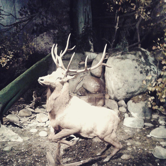 a large white deer with long horns running in the dirt