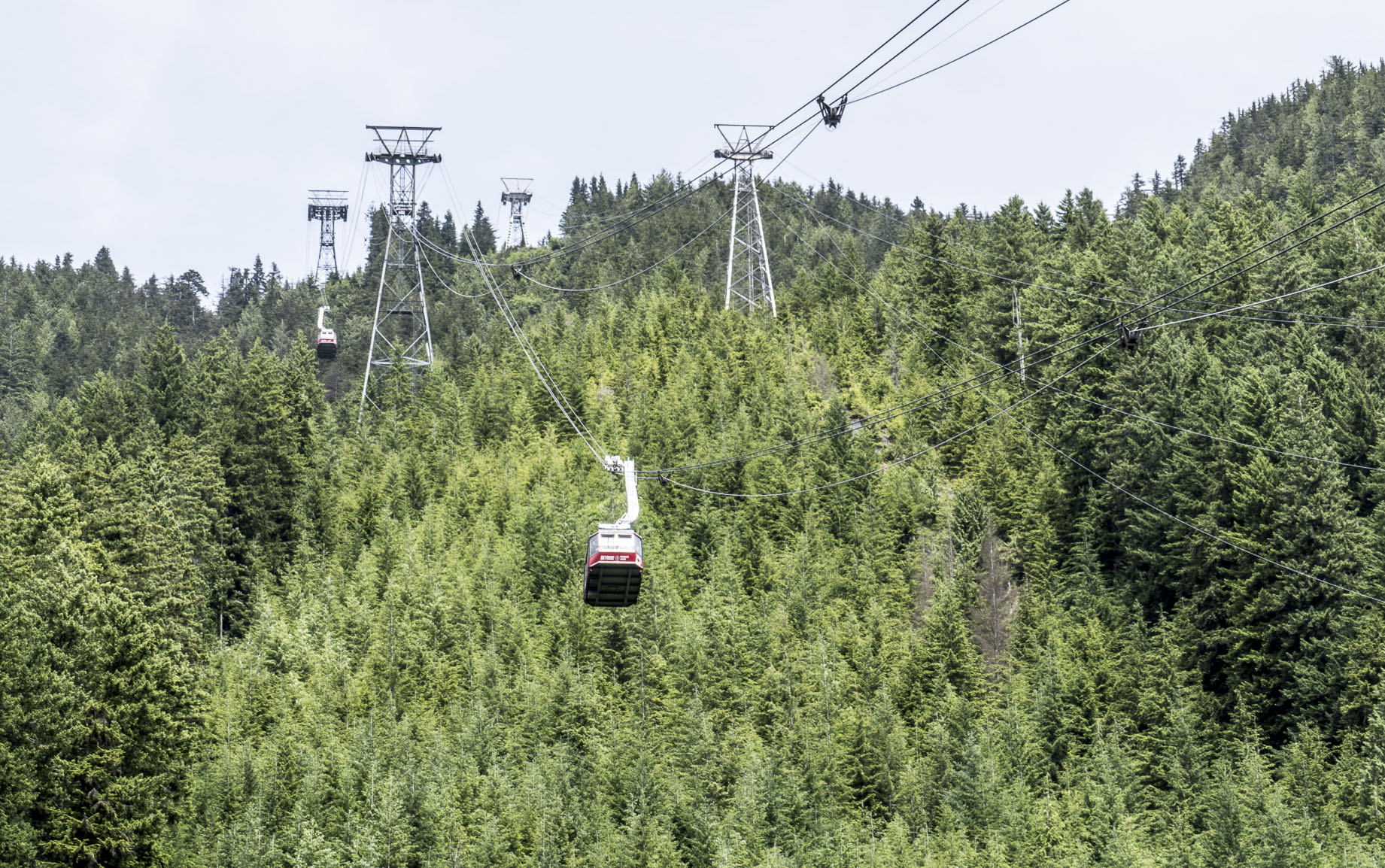 two cables that are above the trees