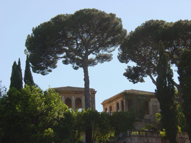 a few trees are standing tall in front of a building