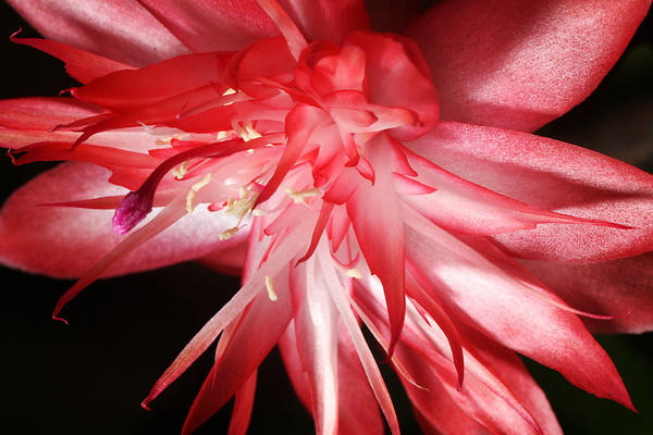 an extreme close - up of a flower that looks beautiful