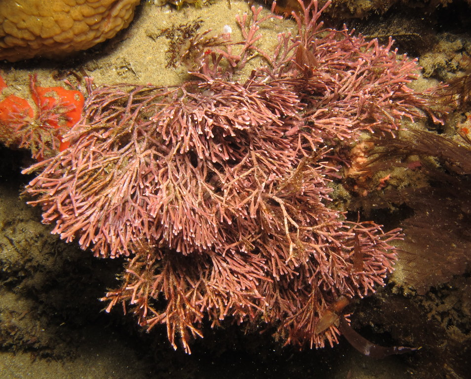 red coral on the bottom of a underwater coral pool