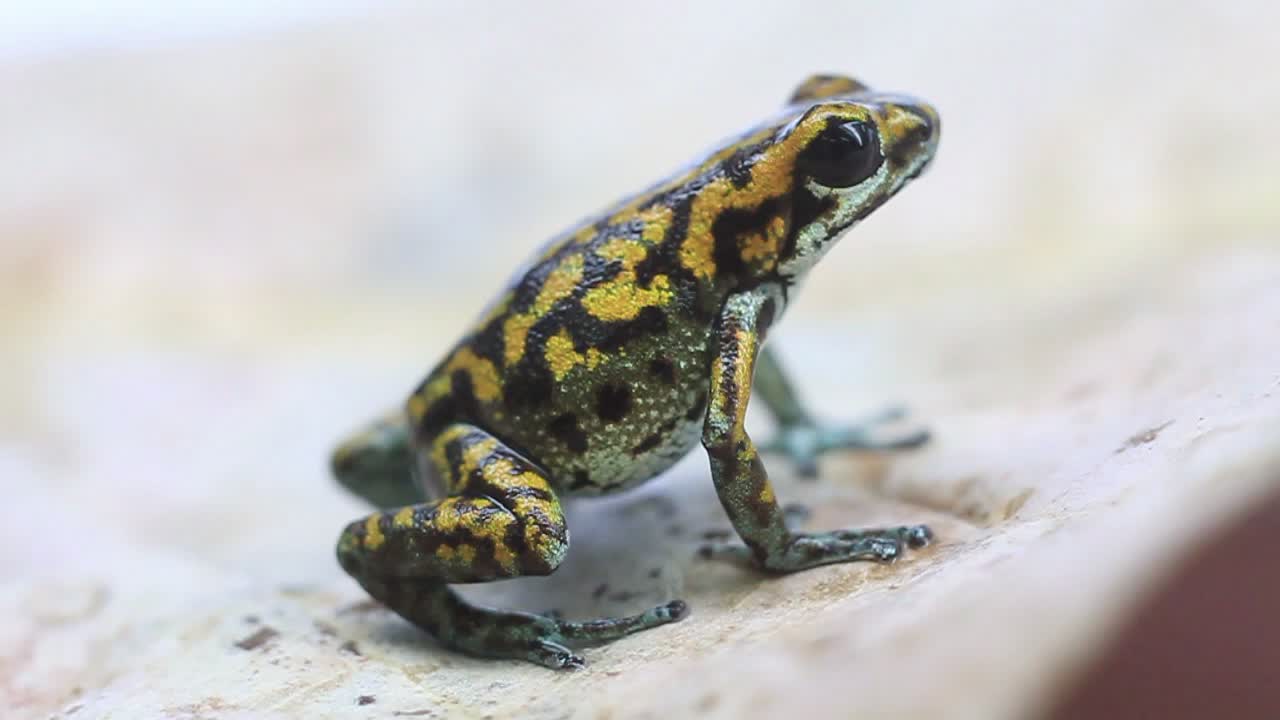 small yellow and black frog sitting on the side of the wall