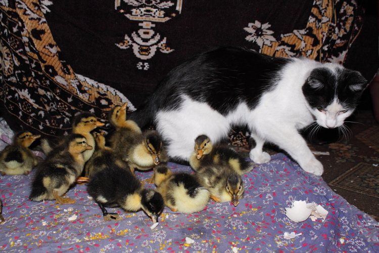 a cat is surrounded by a bunch of ducks