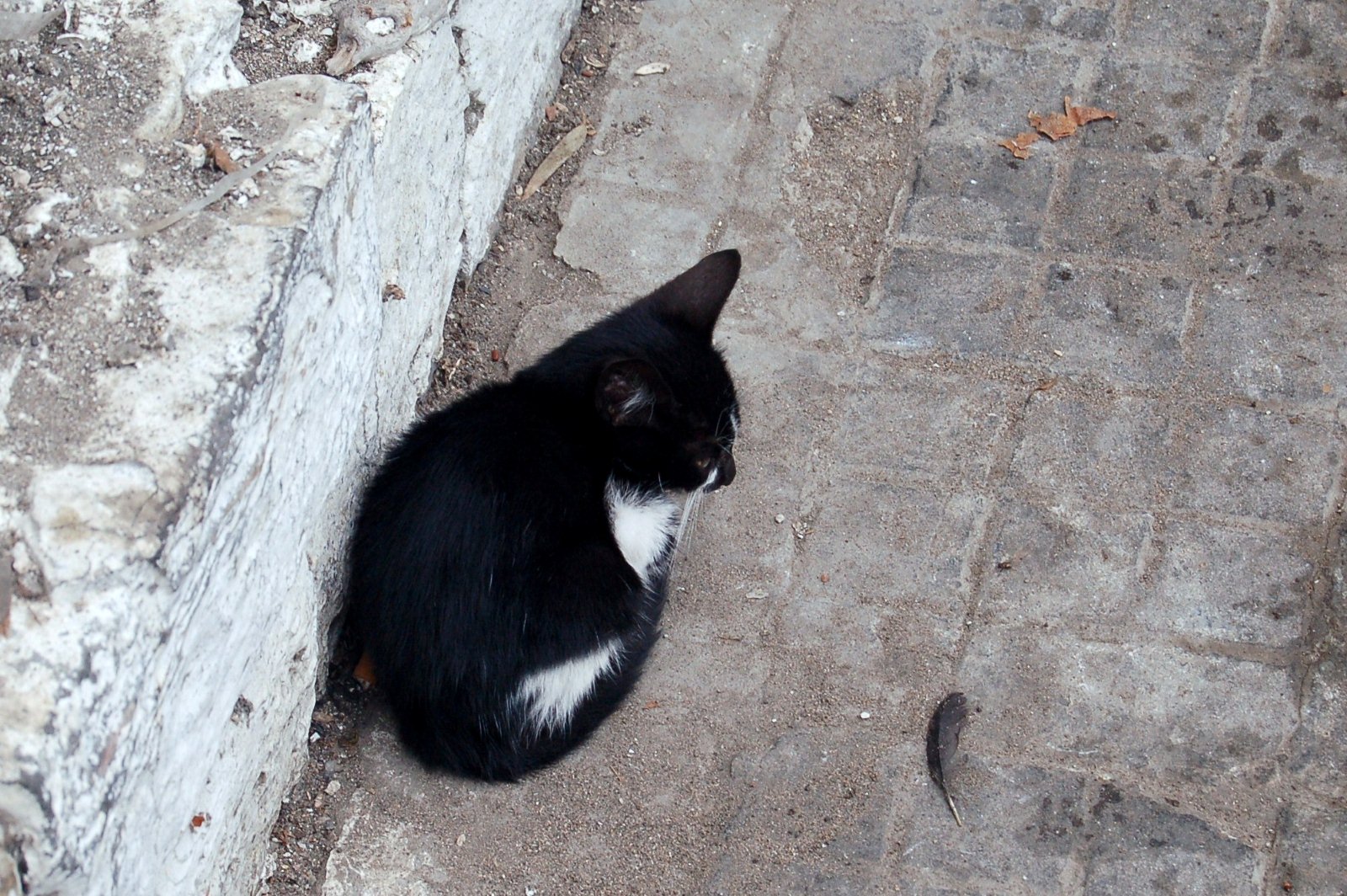 a black and white cat is sitting on a stone wall