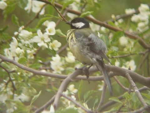 small bird perched on nch of tree with white flowers
