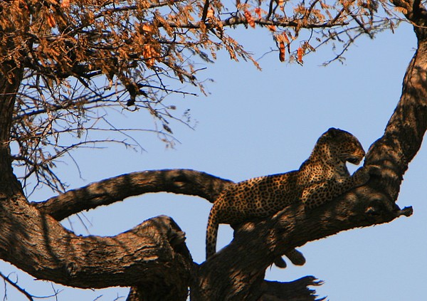 a leopard that is sitting on the top of a tree nch