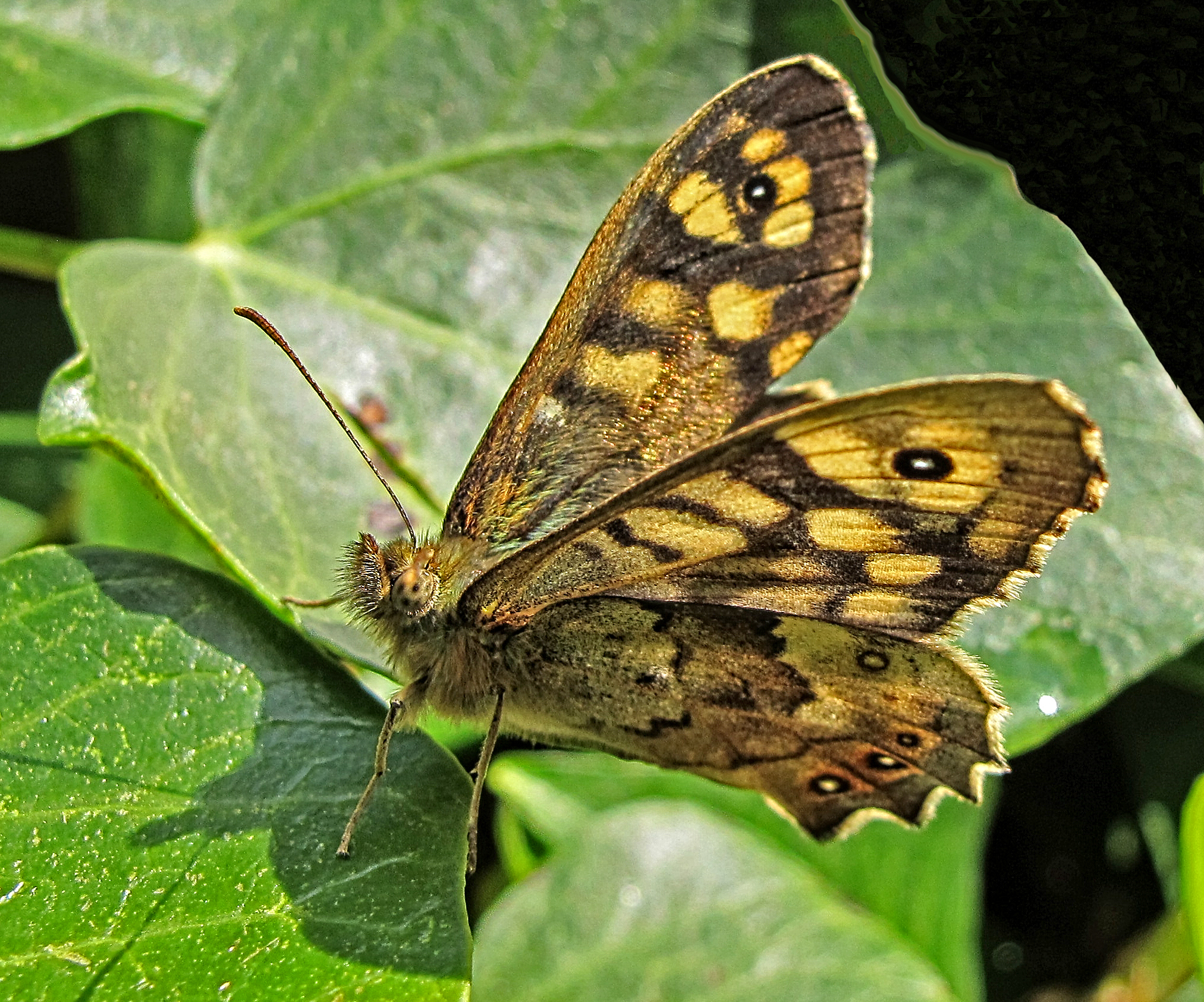 a small brown and black erfly sitting on green leaf