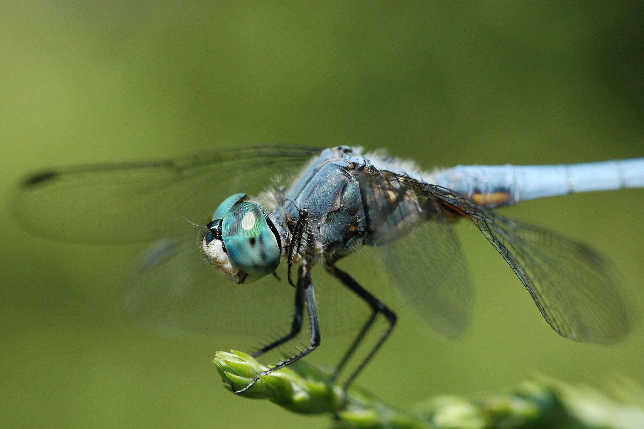 a dragon flys along an edge of the ground