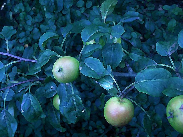 three apples hang from a green nch of apple tree