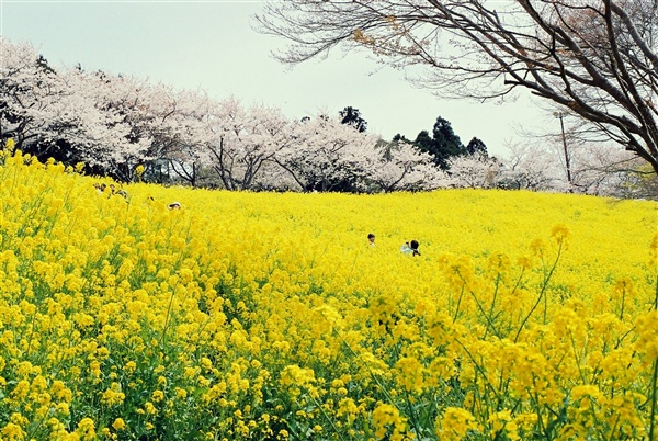 a large field full of yellow flowers next to trees