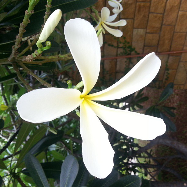 the large flower is blooming on the tree