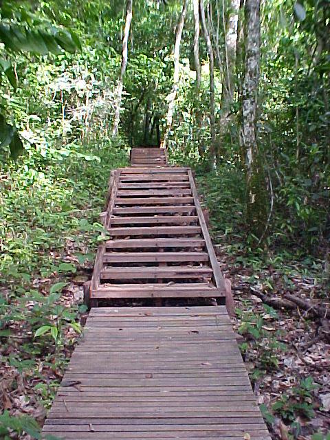 wooden path with lots of boards leading up to the top