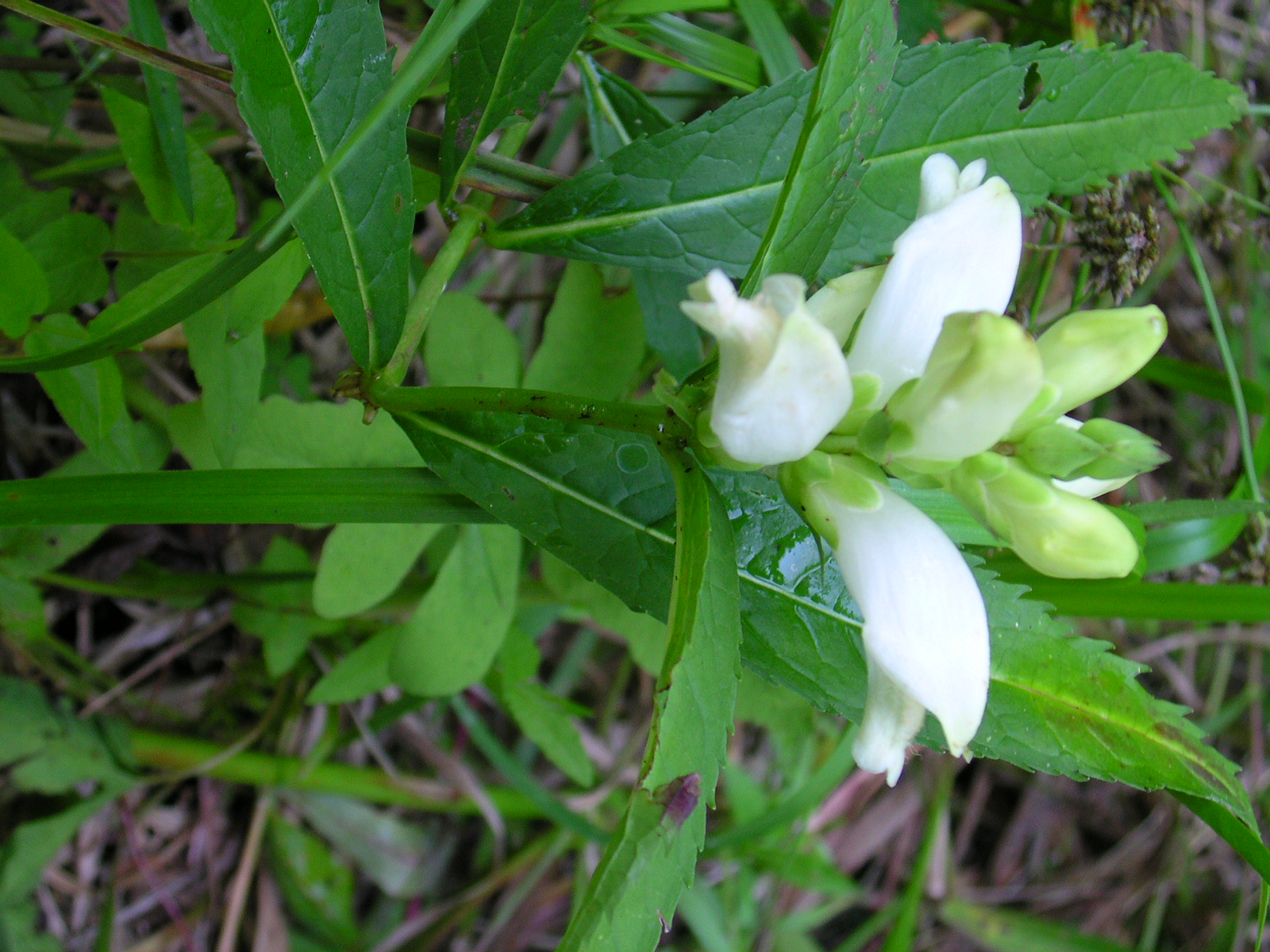 the beautiful white flowers are blooming in the forest