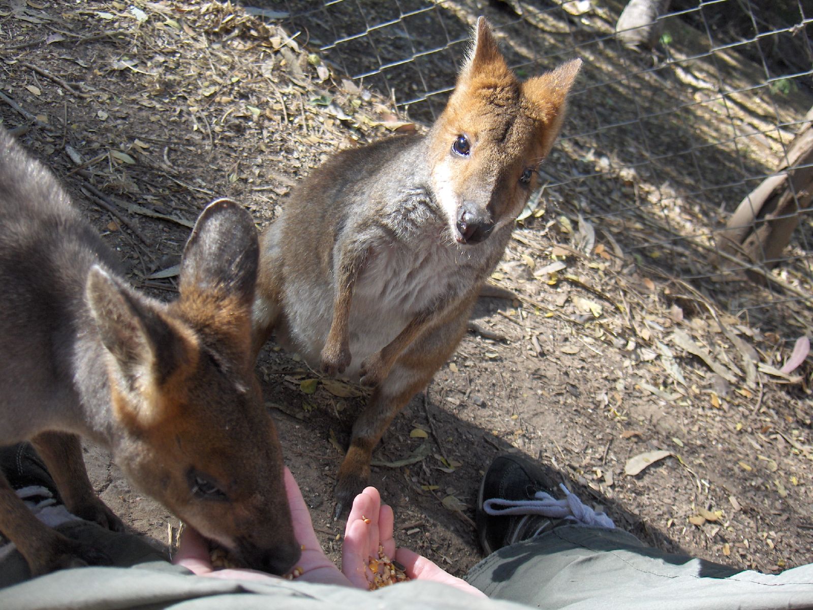 two small animals inside of a fence near people